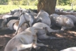 Raio mata aproximadamente 45 cabeças de gado em propriedade rural de Ouro Preto do Oeste