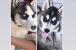 ARIQUEMES: Cachorros Husky Siberianos desaparecem no Setor 06