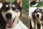 ARIQUEMES: Cachorra Husky Siberiano que está amamentando desaparece no Setor 06