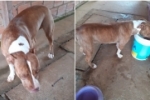 ARIQUEMES: Cachorra desaparece no Jardim Feliz Cidade