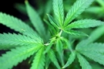 Anvisa libera remédios à base de Cannabis em farmácias