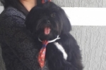 ARIQUEMES: Cachorrinho da raça shih tzu com problema ocular desaparece no Bairro BNH