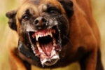  ARIQUEMES: Cachorro bota três assaltantes pra correr de residência no Setor 6 – Dois foram presos no Setor 11