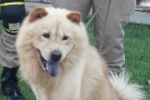  ARIQUEMES: Procura–se pelo dono – Cachorro encontrado no Parque das Gemas