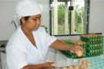 Governo publica decreto que reduz tributos e incentiva a comercialização de ovos produzidos em Rondônia