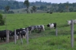 Emater lança curso on–line sobre bovinocultura leiteira para extensionistas rurais de Rondônia