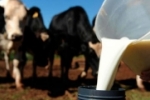 Sem alarde greve do leite foi encerrada mas produtor continua insatisfeito