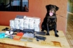 Após mais de 8 anos na Polícia Militar, ‘cão Cyborg’ se aposenta em Porto Velho