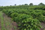 Programa “Plante Mais” vai incentivar aumento da produção cafeeira e cacaueira em Rondônia