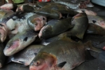 Governo de Rondônia fomenta piscicultura; produção de tambaqui cresce no Estado