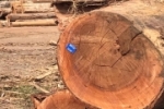 Polícia Federal deflagra Operação Brasil Mais no combate à extração de madeiras e o desmatamento ilegais