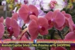 ARIQUEMES: Presenteie a mulher da sua vida com orquídeas do Orquidário Pai e Filho