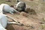 Raio mata 13 vaca no interior do Vale do Anari
