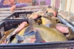 Ariquemes: Programa Municipal de Aquisição de Alimentos distribui 300 kg de peixe no bairro Monte Cristo 2