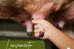 Ariquemes:  Lançamento do Programa de Melhoramento Genético em Bovino Leiteiro, por meio do Programa “Mais pecuária Brasil”.