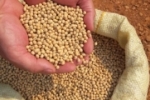 Produção de soja em Rondônia na safra 2023 deve alcançar 1,7 milhão de toneladas segundo Conab