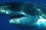 Cocaína jogada por traficantes no mar vicia tubarões, dizem cientistas