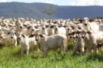 Fazendeiro leva golpe de R$ 35 mil ao tentar comprar cabeças de gado pelo OLX em Rondônia
