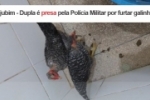 Cujubim – Dupla é presa pela Polícia Militar por furtar galinhas – Vídeo