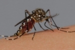 Cinco municípios estão em surto de dengue em Rondônia, aponta novo boletim