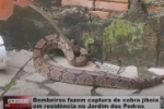 Bombeiros fazem captura de cobra jiboia em residência no Jardim das Pedras – Vídeo