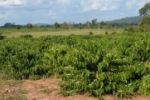 Sustentabilidade na condução da lavoura do café coloca Rondônia entre os maiores produtores do país