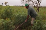 Cultivada por mais de 20 mil agricultores, mandioca alcança safra de 521,2 mil toneladas em Rondônia